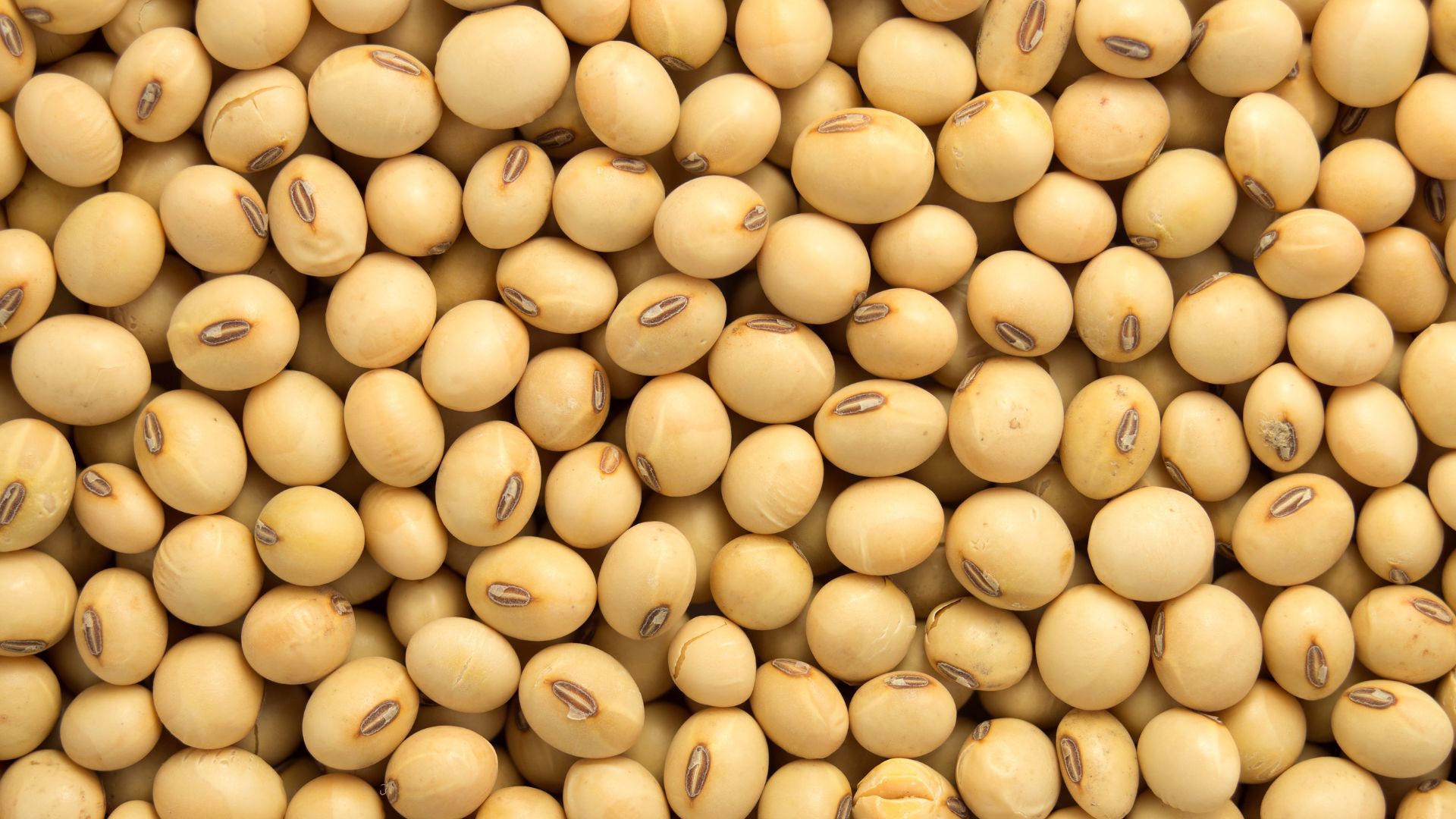 Soya Beans