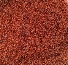 Red Millet