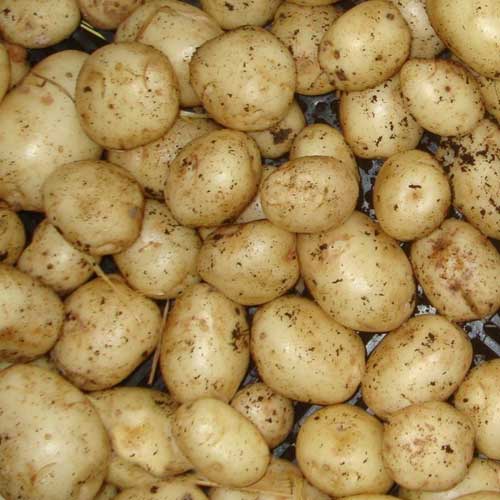 Irish potatoes
