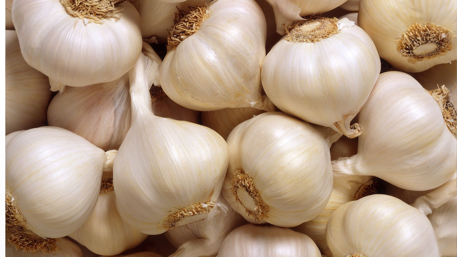Garlic onion